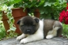 Adorable and playful akita Puppies