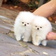 Teacup Pomeranian puppies now available.